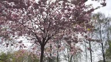 美丽的<strong>樱花樱花</strong>树在欧洲的早晨里加胜利公园-<strong>粉</strong>红色和柔和的<strong>粉</strong>彩